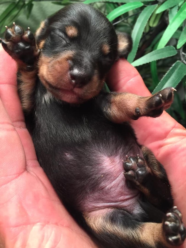 Top 12 Secrets About Dachshunds That Will Make You Surprised 8