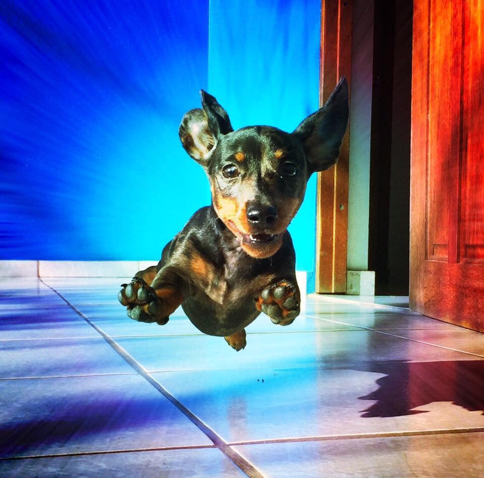 30 Funny Moments Showing That Dachshunds Are The Cutest Dogs 26