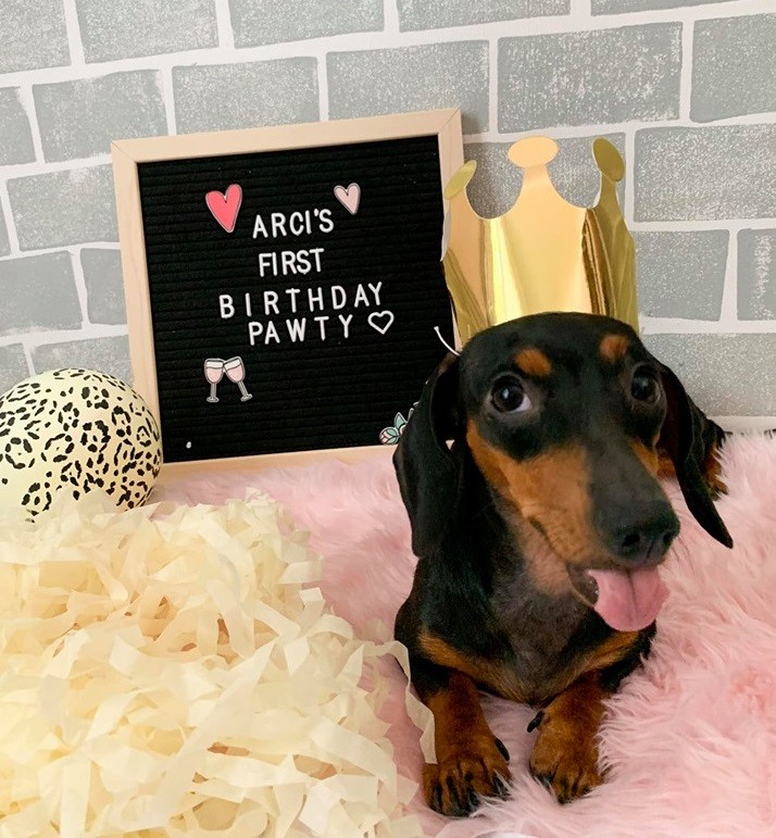 Top Signs Showing That Dachshunds Think They Are Superstars 7