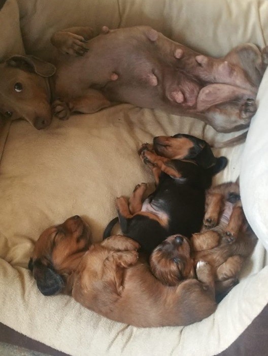 Top Funny And Cute Sleeping Moments Of Dachshunds 15