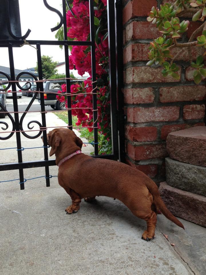 30 Funny Moments Showing That Dachshunds Are The Cutest Dogs 11