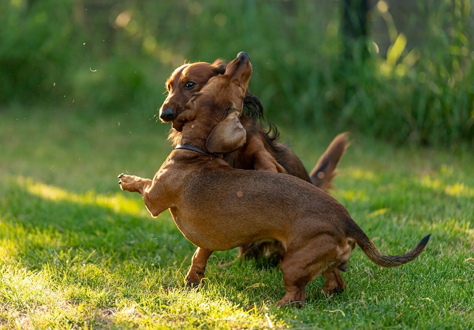 30 Funny Moments Showing That Dachshunds Are The Cutest Dogs 19