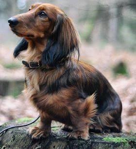 dachshund intelligence ranking