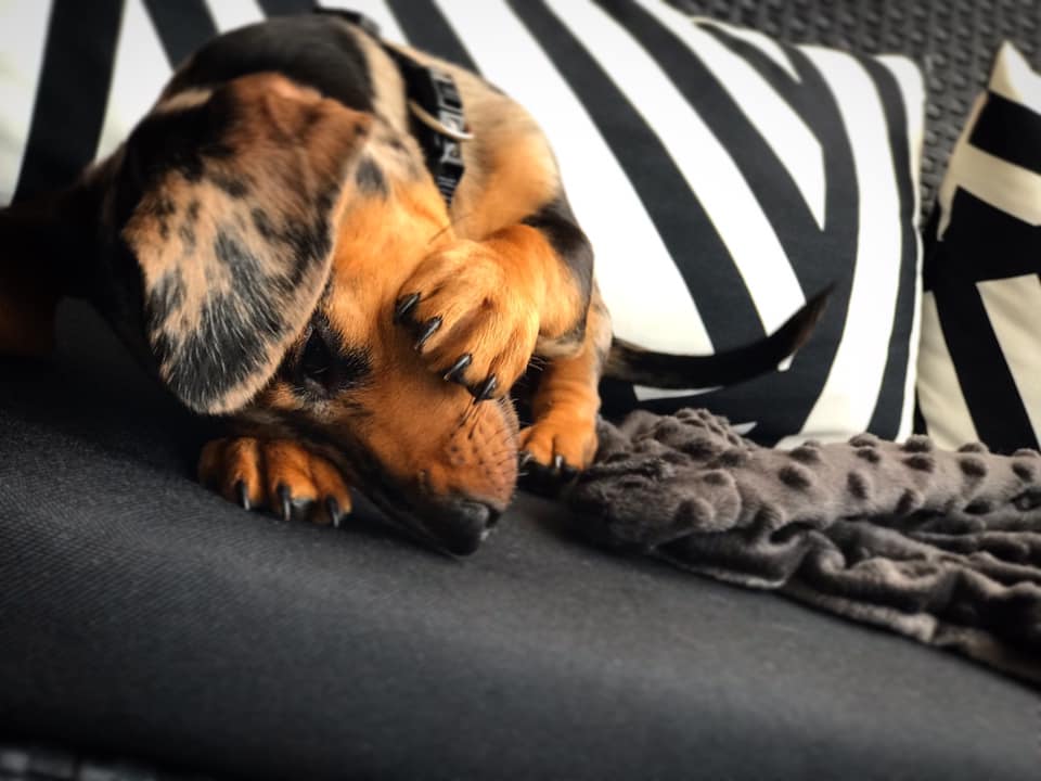 30 Funny Moments Showing That Dachshunds Are The Cutest Dogs 20
