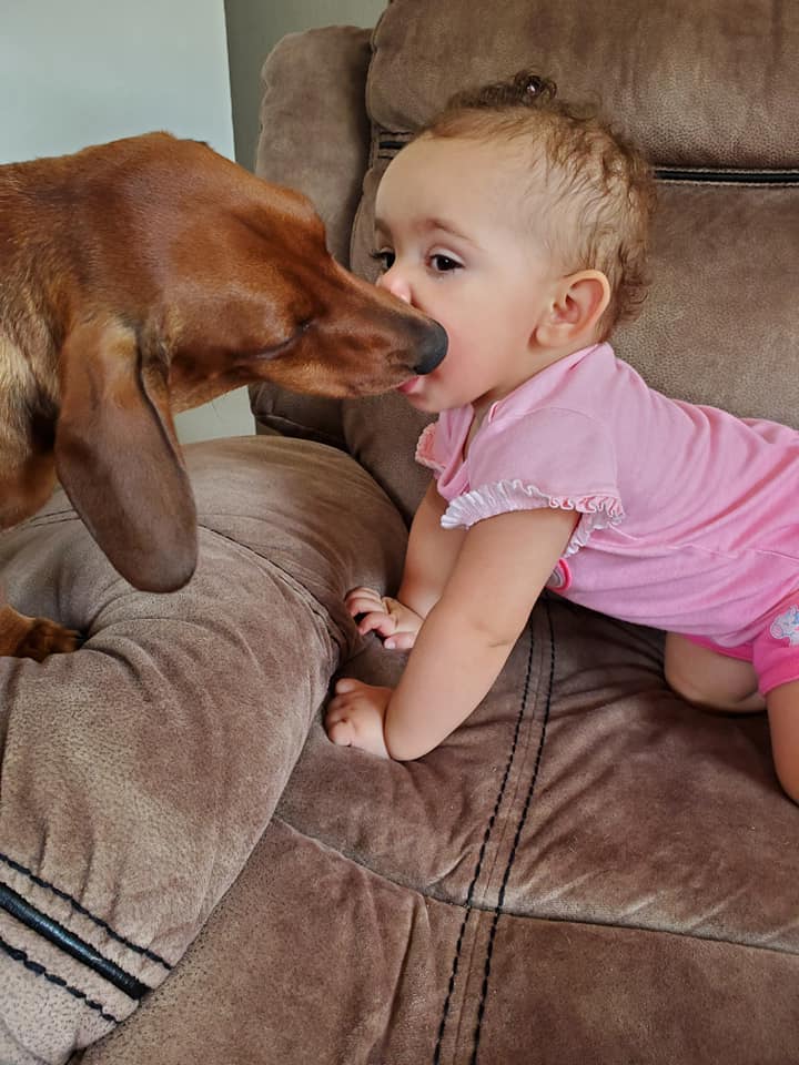 30 Funny Moments Showing That Dachshunds Are The Cutest Dogs 15