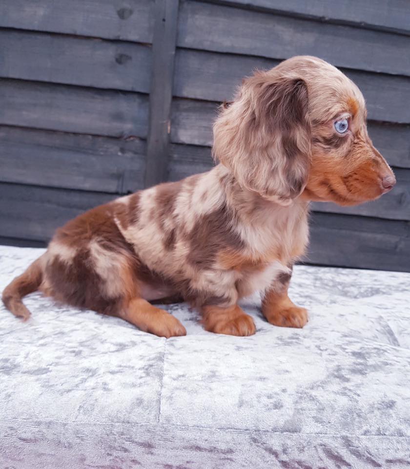 Should we own a dachshund? Dog intelligence