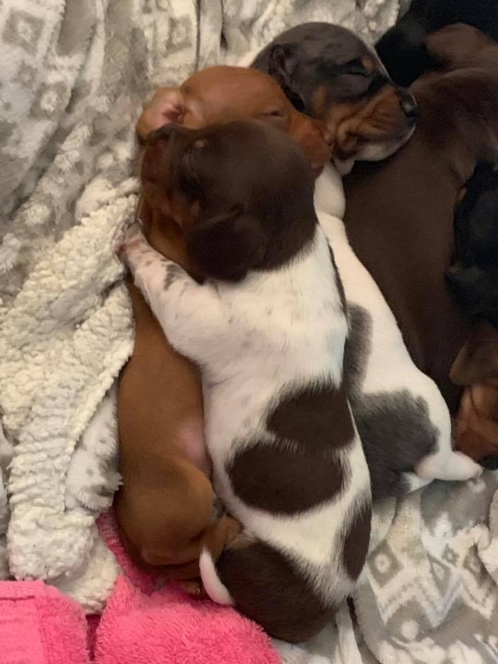 30 Funny Moments Showing That Dachshunds Are The Cutest Dogs 18