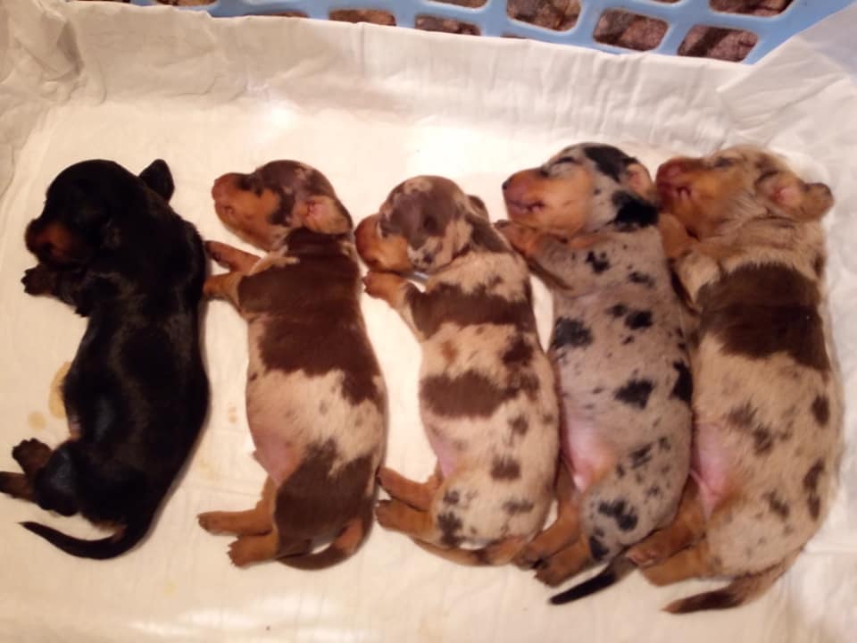 Top Funny And Cute Sleeping Moments Of Dachshunds 13