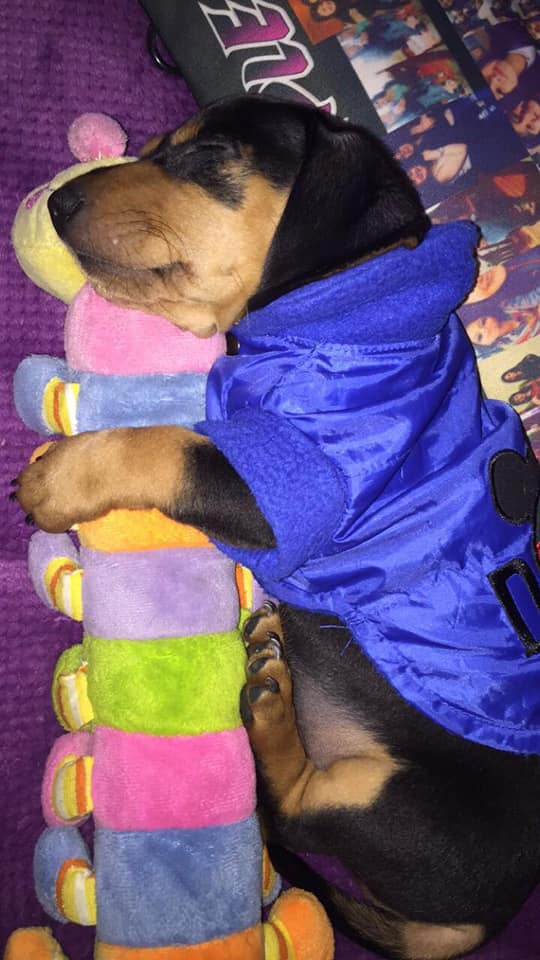Top Funny And Cute Sleeping Moments Of Dachshunds 12