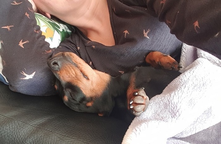 Top Funny And Cute Sleeping Moments Of Dachshunds 7