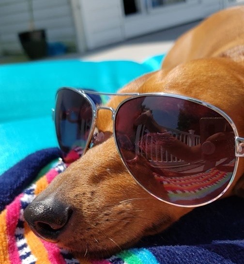 Top Signs Showing That Dachshunds Think They Are Superstars 3