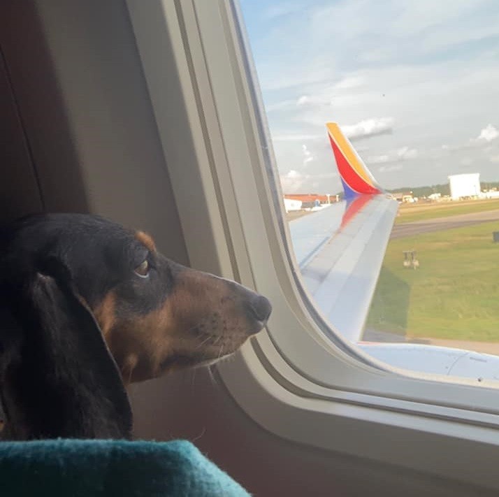 Top Signs Showing That Dachshunds Think They Are Superstars 2