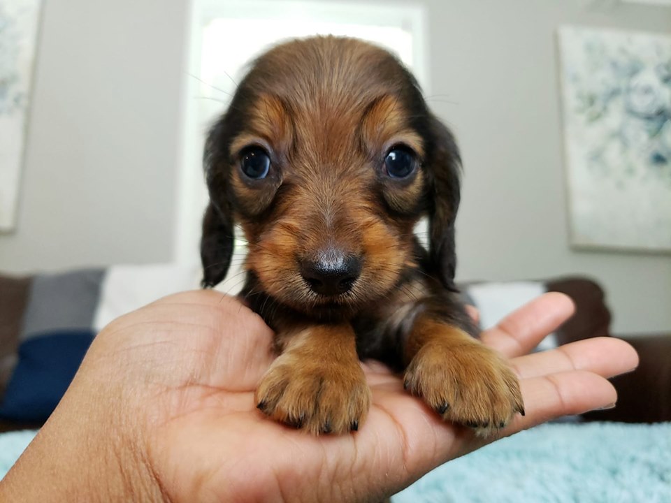 Top 12 Secrets About Dachshunds That Will Make You Surprised 7