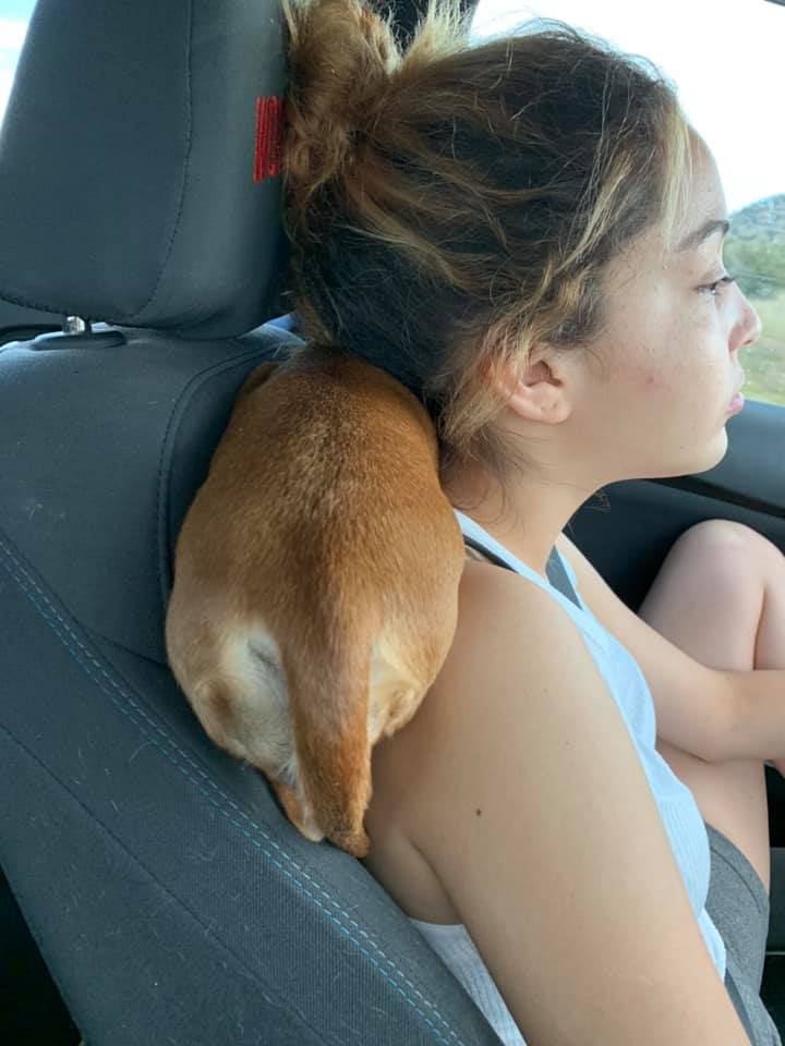 30 Funny Moments Showing That Dachshunds Are The Cutest Dogs 4