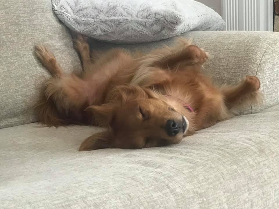 Top Funny And Cute Sleeping Moments Of Dachshunds 10