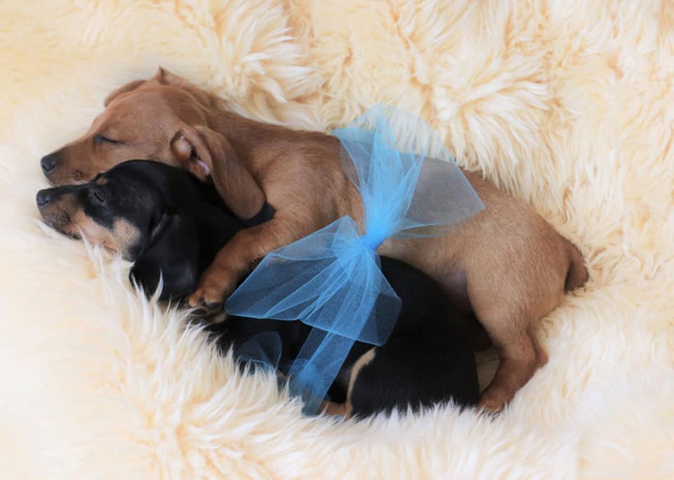 Top Funny And Cute Sleeping Moments Of Dachshunds 11