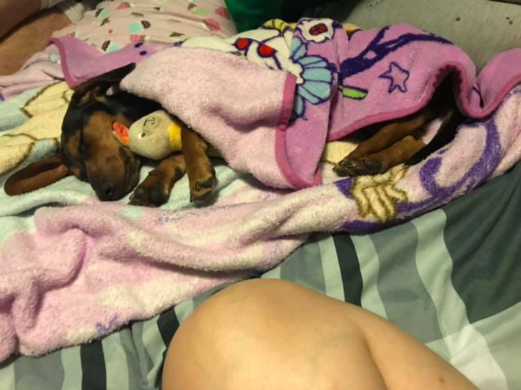 Top Funny And Cute Sleeping Moments Of Dachshunds 8