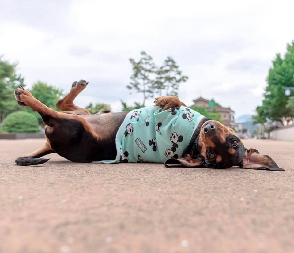 Top Signs Showing That Dachshunds Think They Are Superstars 1