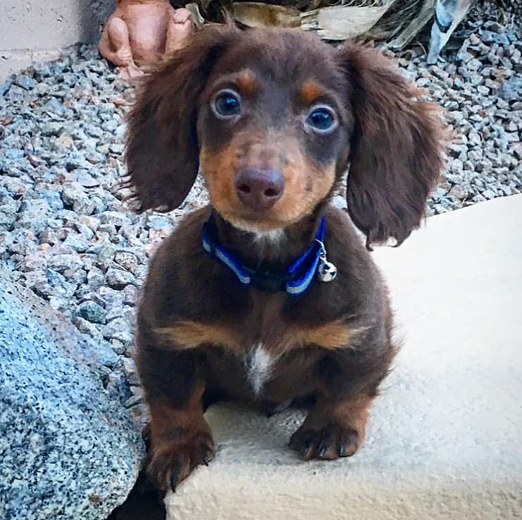 30 Funny Moments Showing That Dachshunds Are The Cutest Dogs