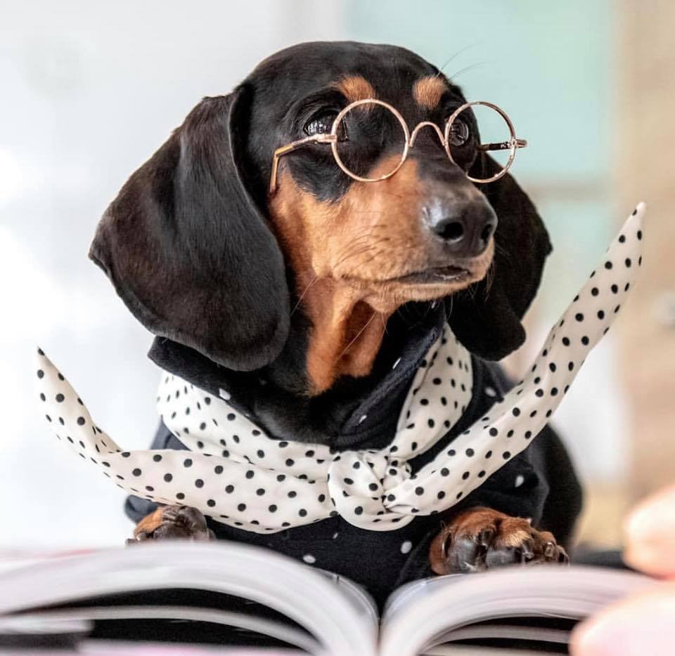 Top Signs Showing That Dachshunds Think They Are Superstars 4