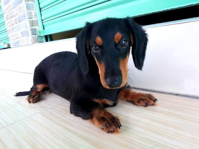 Top 12 Secrets About Dachshunds That Will Make You Surprised 1