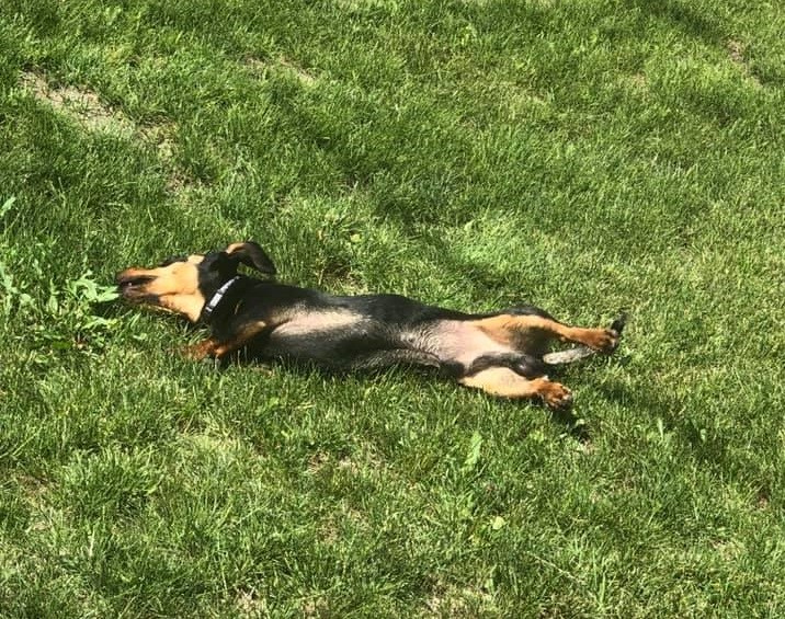 30 Funny Moments Showing That Dachshunds Are The Cutest Dogs 29