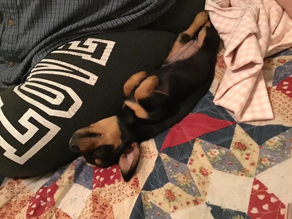 Top Funny And Cute Sleeping Moments Of Dachshunds 4