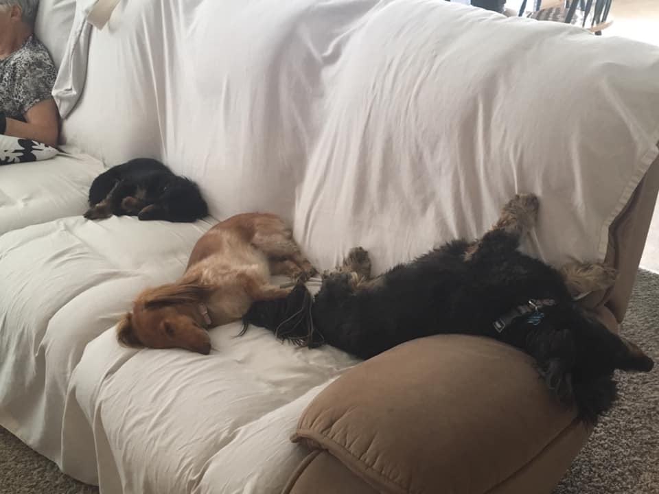 Top Funny And Cute Sleeping Moments Of Dachshunds 6