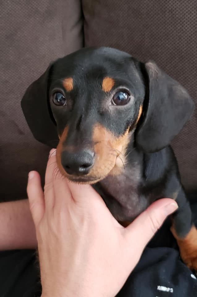 Top 12 Secrets About Dachshunds That Will Make You Surprised 2