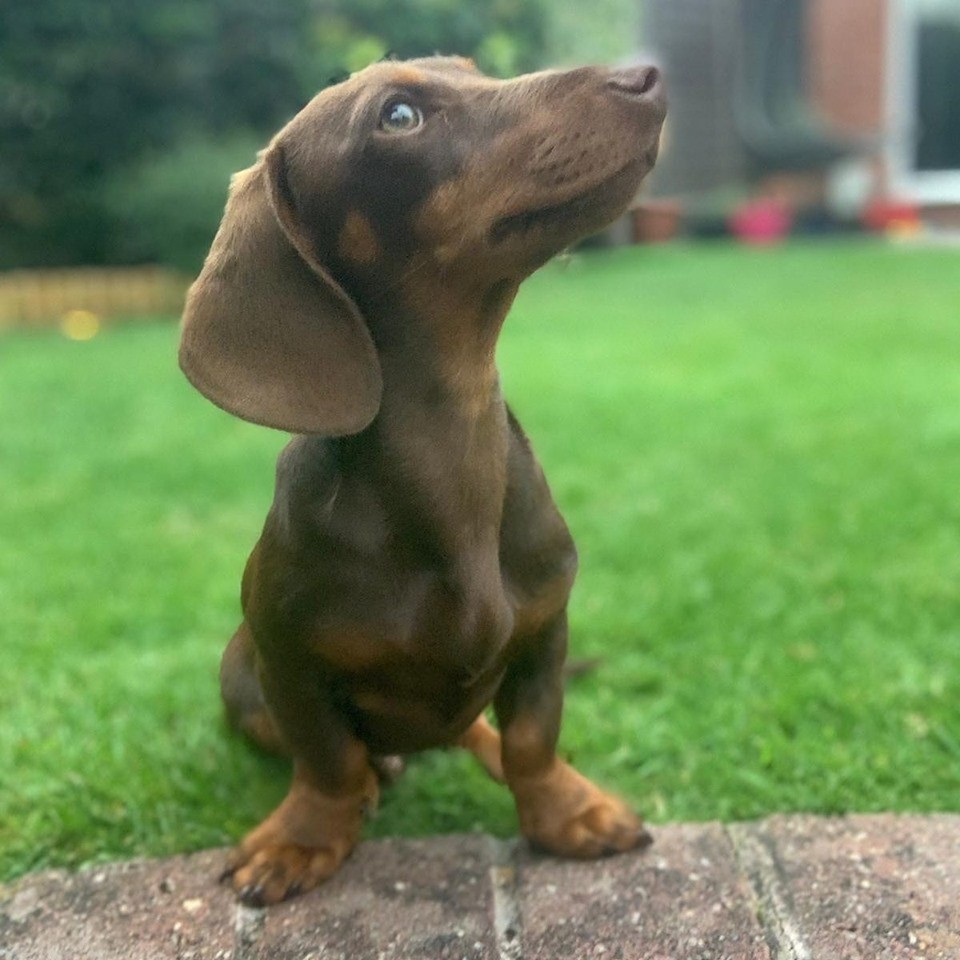 The 10 Health Benefits Of Owning A Dachshund 1
