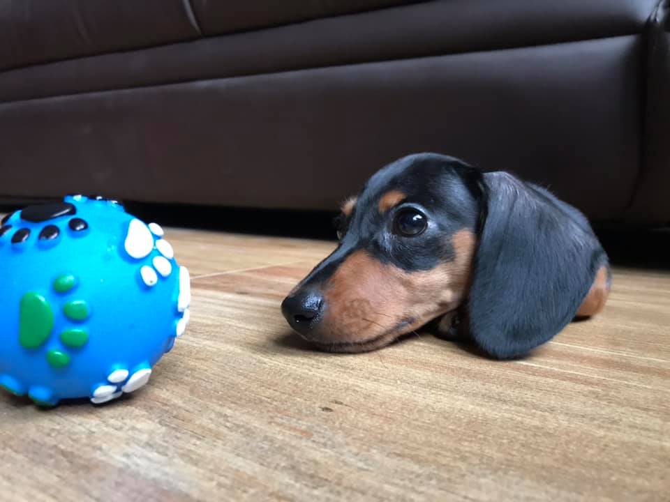 Top 12 Secrets About Dachshunds That Will Make You Surprised 6
