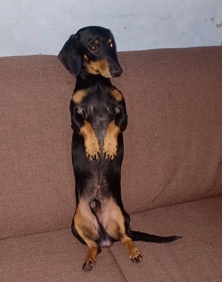 30 Funny Moments Showing That Dachshunds Are The Cutest Dogs 30