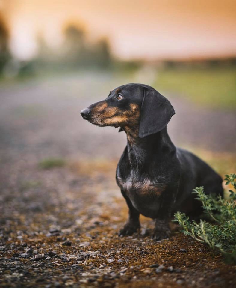 The 10 Health Benefits Of Owning A Dachshund 10