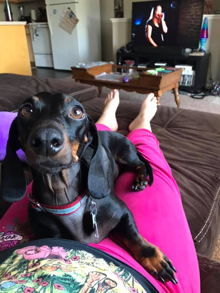 15 Reasons Dachshunds Are The Worst Dogs 4