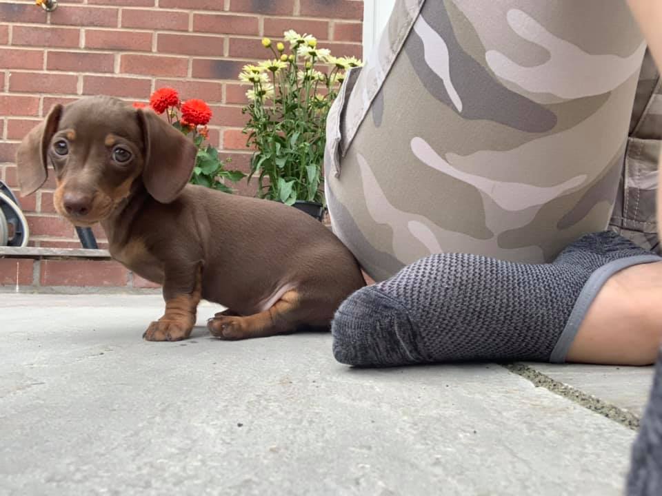 10 Adorable Way Your Dachshund Puppies Express Love For You 9