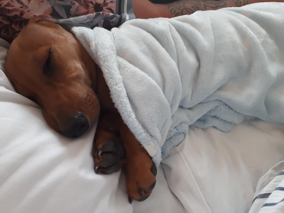 Top Funny And Cute Sleeping Moments Of Dachshunds 2