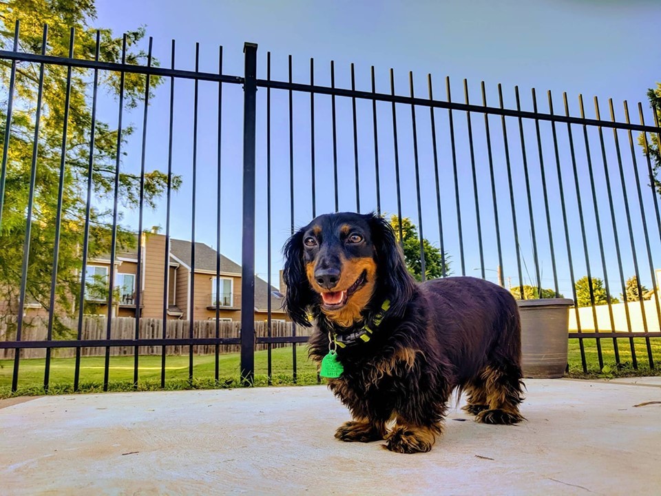 Top 12 Secrets About Dachshunds That Will Make You Surprised 4