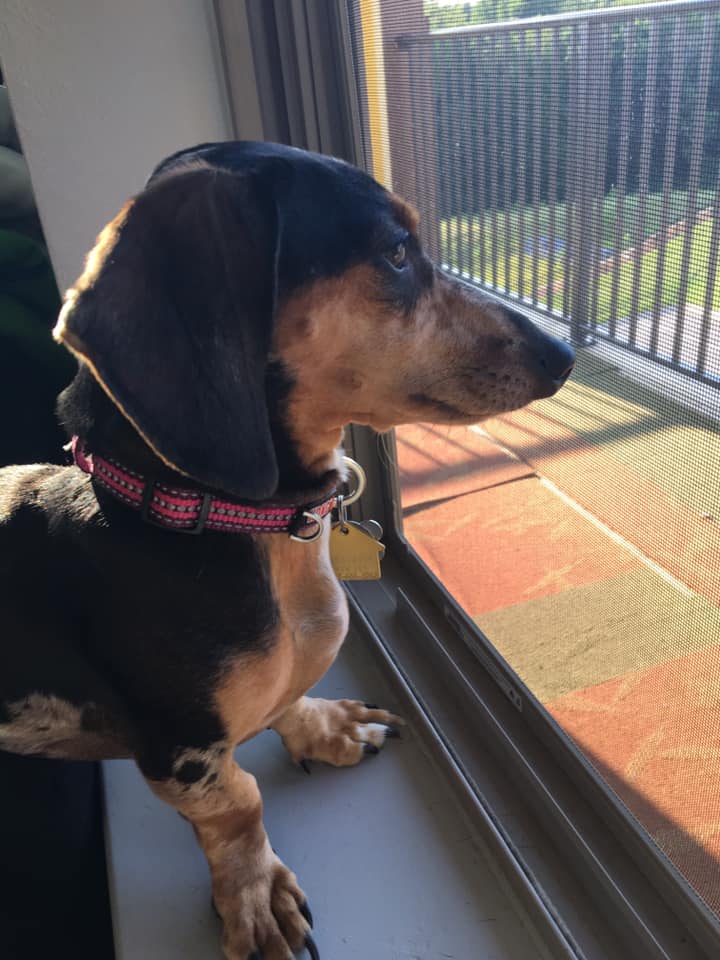 Top 5 Precious Features Of Dachshund That Every Owners Must Know 3