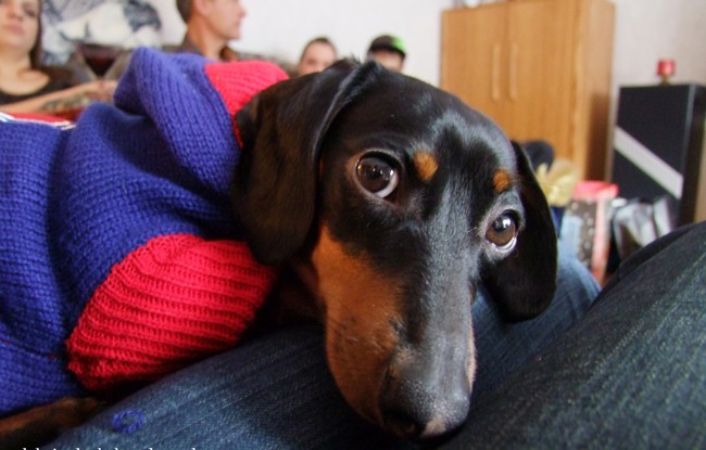 Scientists Found That Dachshund Lovers Love Their Puppies More Than Other Humans 1