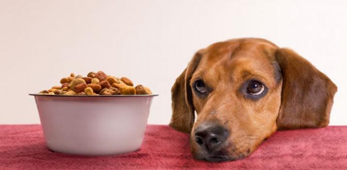 Do not let your dachshunds eat expired or rotten foods