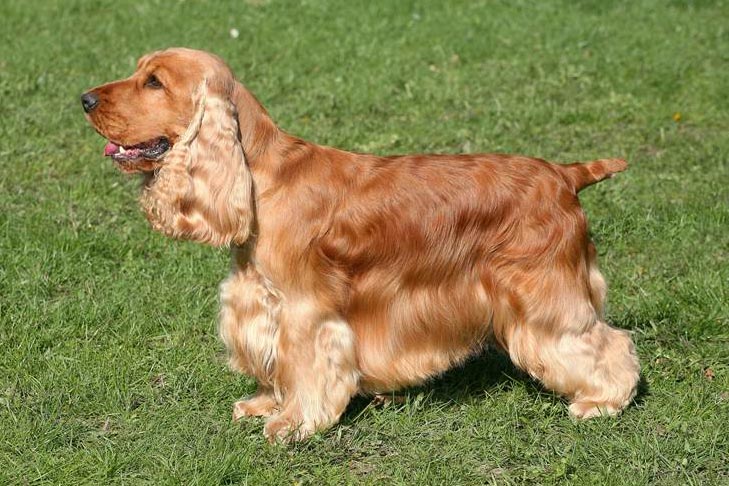 Cocker spaniel