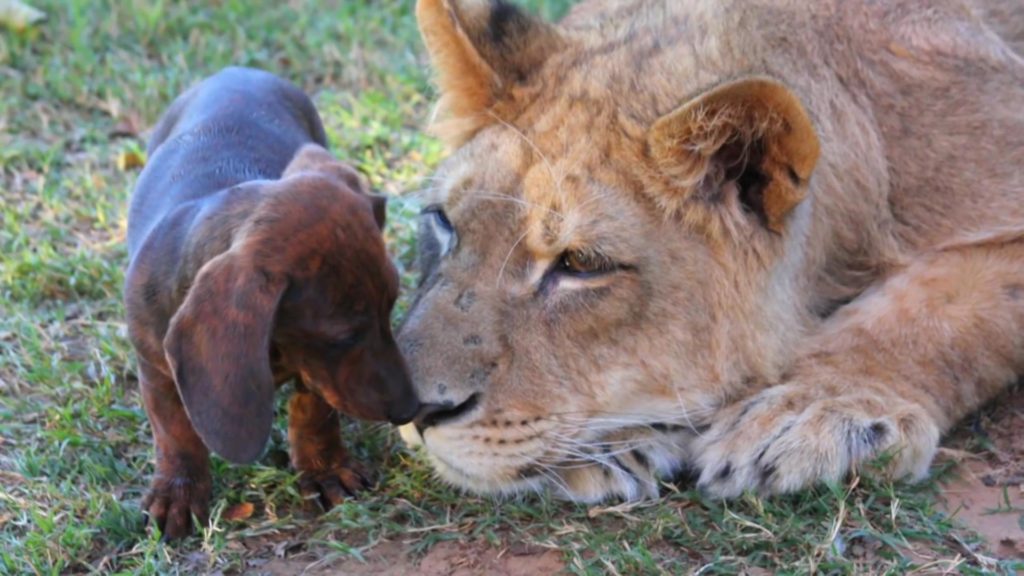 A lion and dachshunds. Picture of video