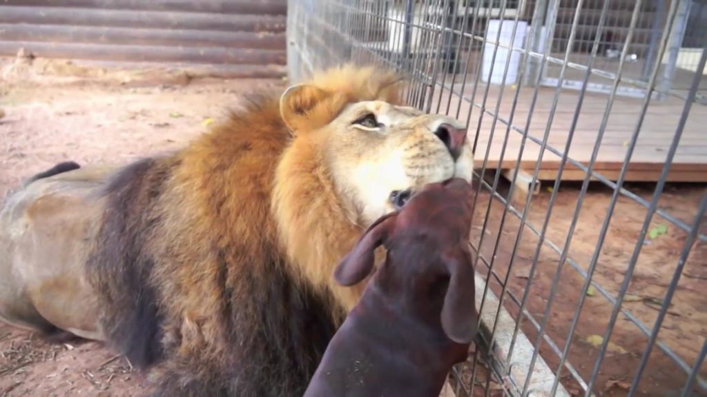 A friendship between a lion and a dachshund