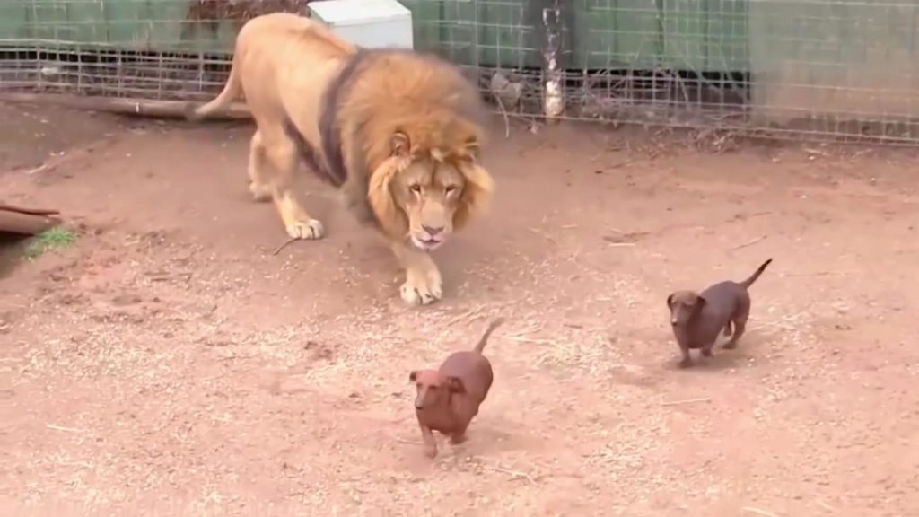 Two Dachshund Getting Lost In A Case Of A Lion And The Result Will Make You Surprised