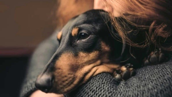 Scientists Found That Dachshund Lovers Love Their Puppies More Than Other Humans 3