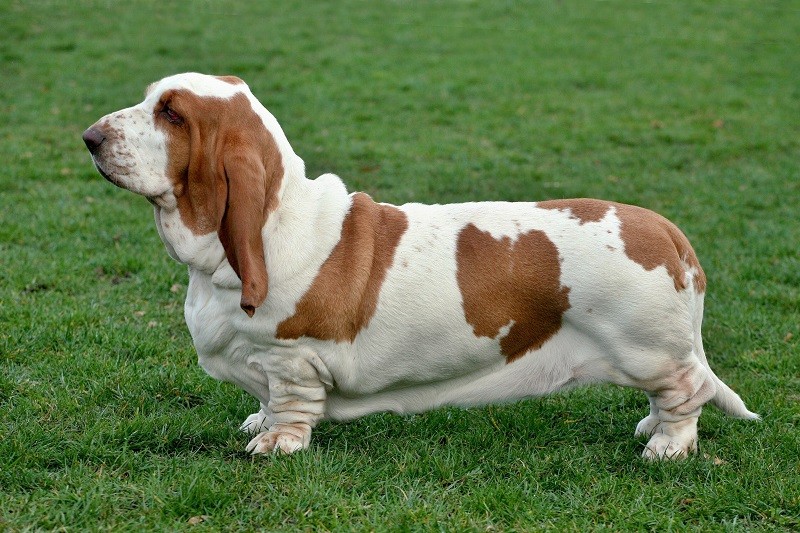 Basset hound