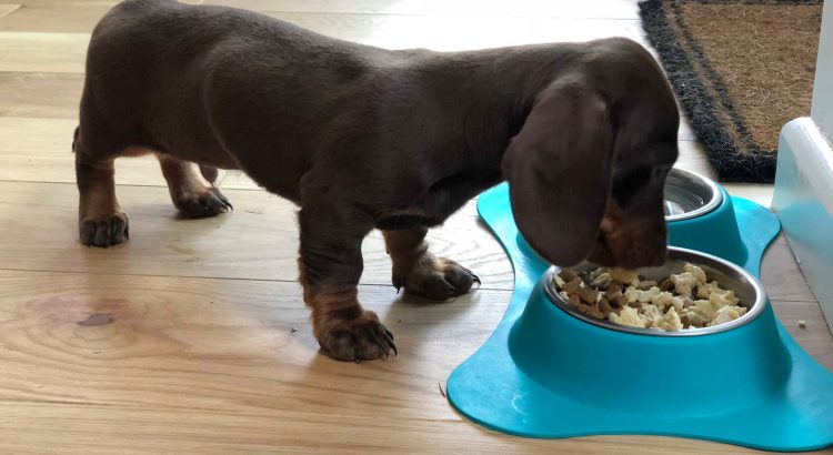 Do not let your dachshund eat too hot or too cold foods