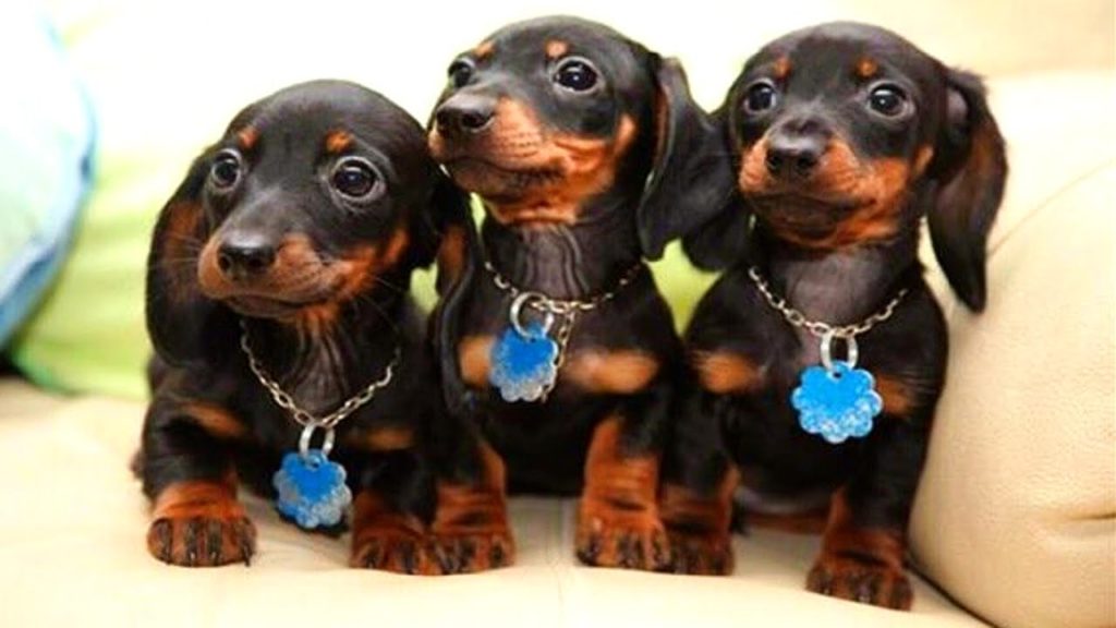 Hello, we are dachshund friends and we love you.