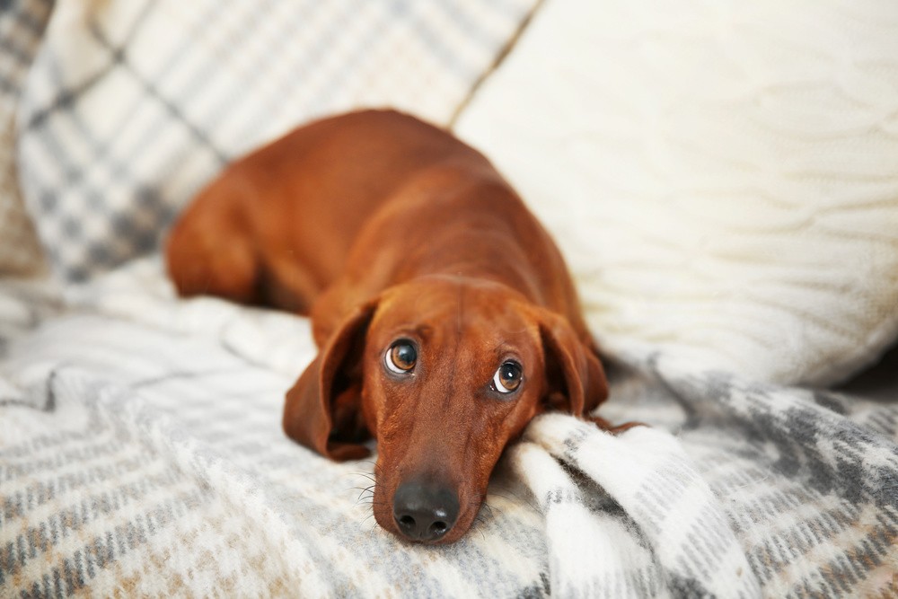 When a dachshund gets sick