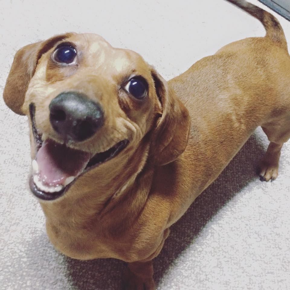 A dachshund smile at his owner